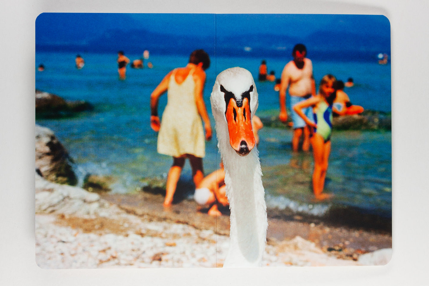 Martin Parr : Animals
