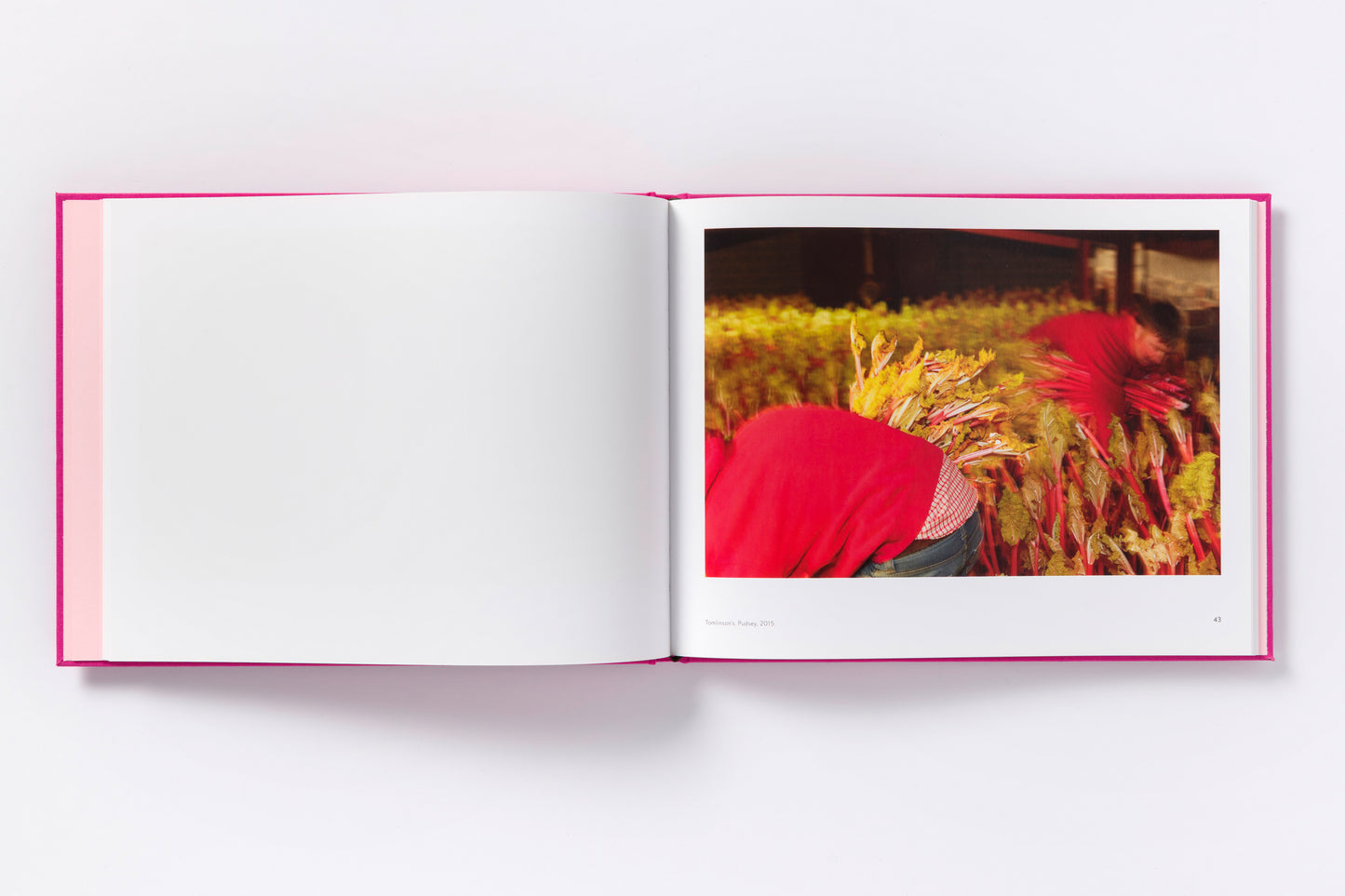 Martin Parr : The Rhubarb Triangle