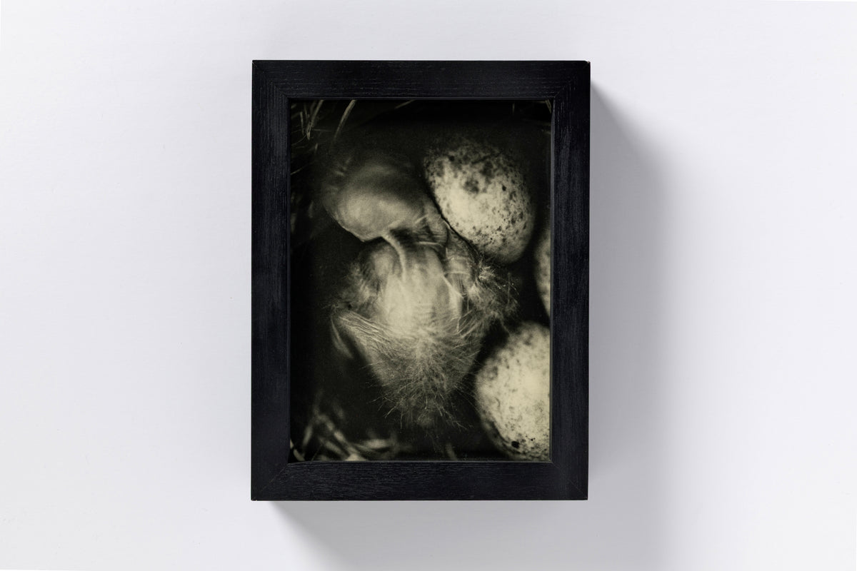 Andrej Lamut : Nokturno Special Edition